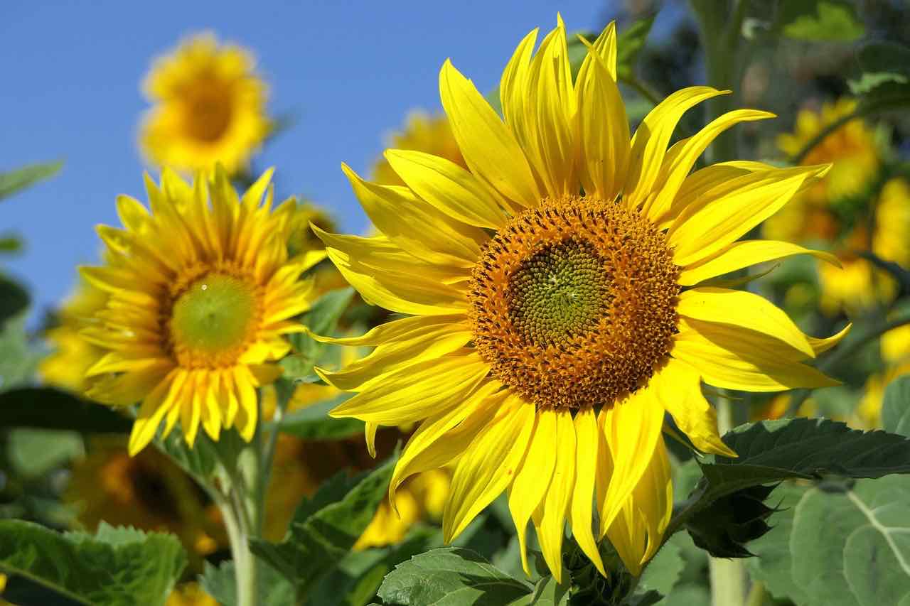 Girasoli un tocco di sole nel tuo giardino: semplice da coltivare, grande effetto